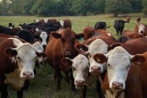 Feed management meetings for beef producers