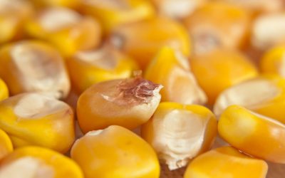 More corn to Peru. Photo: Dreamstime