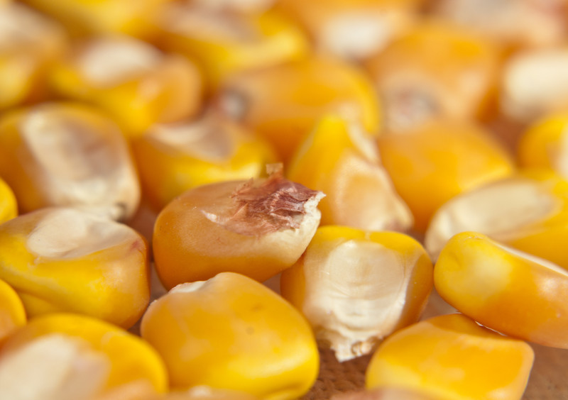 More corn to Peru. Photo: Dreamstime