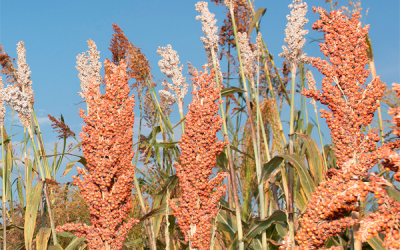 Extrusion improves digestibility of sorghum starch