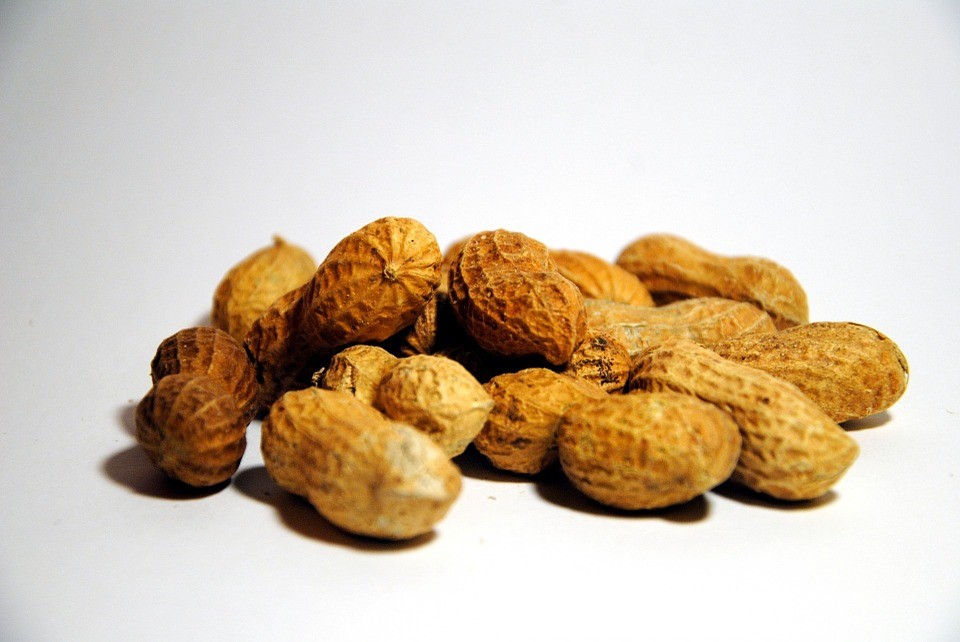 Scientists develop Aspergillus-susceptible peanut. Photo: Pixabay