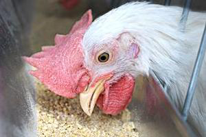 Russia: 100,000 chickens died due to feed costs