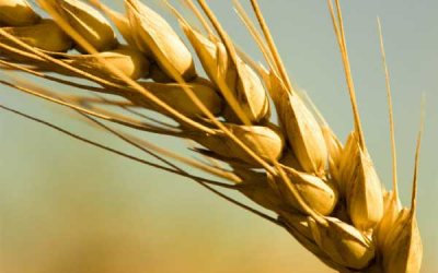 Mycotoxin survey shows UK & Ireland wheat is safe for feed