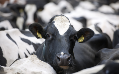 Feeding isoflavones to dairy cattle. Photo: Mark Pasveer