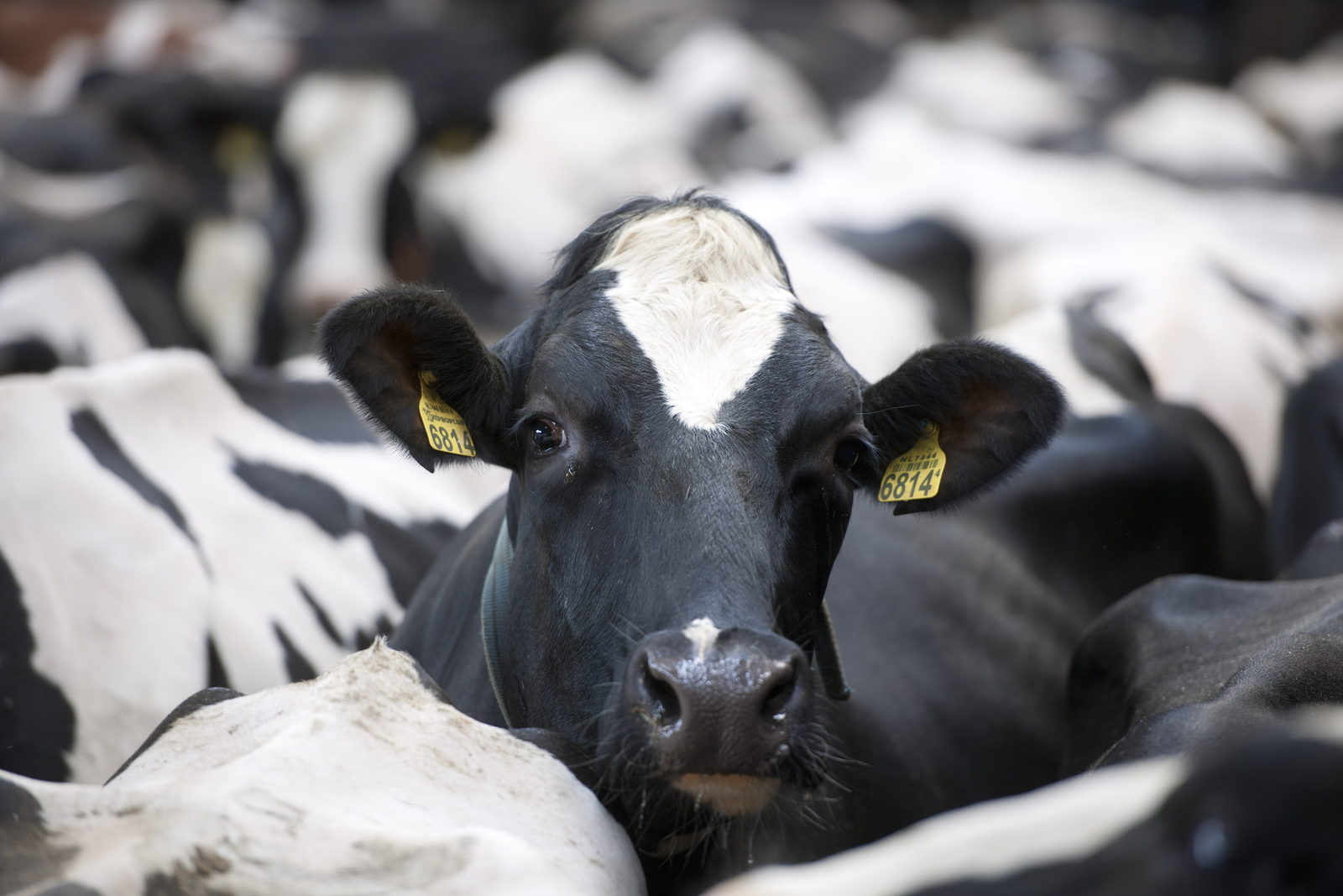 Feeding isoflavones to dairy cattle. Photo: Mark Pasveer