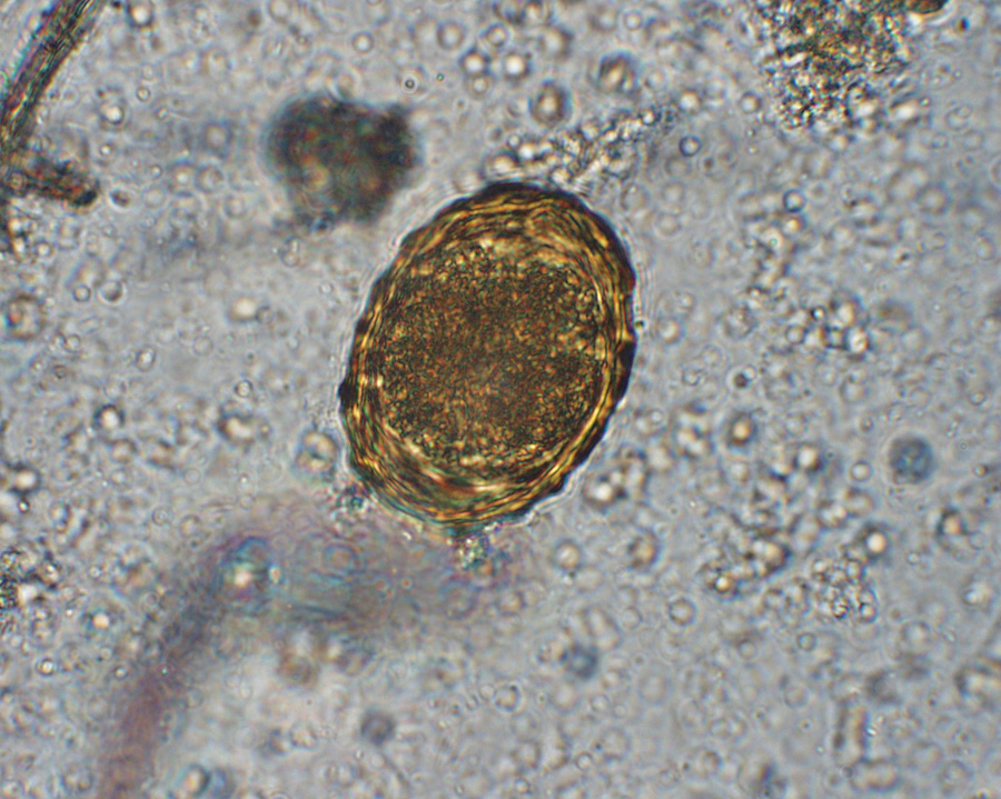 Condensed tannins against Ascaris suum in pigs