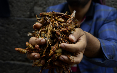 Russia: Processing locusts for compound feed