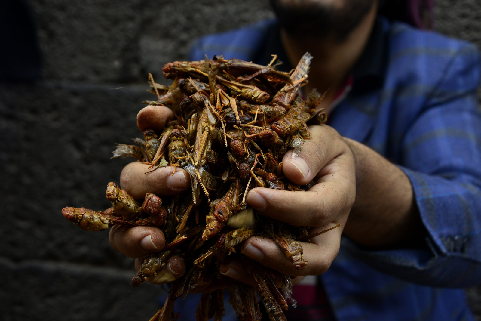 Russia: Processing locusts for compound feed