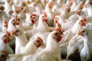 Bangladesh: Poultry feed industry seeks corn export ban