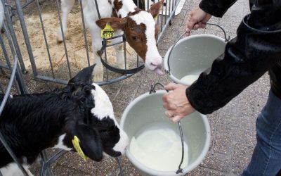 Strong heifers through optimised nutrition. Photo: Jan Willem Schouten