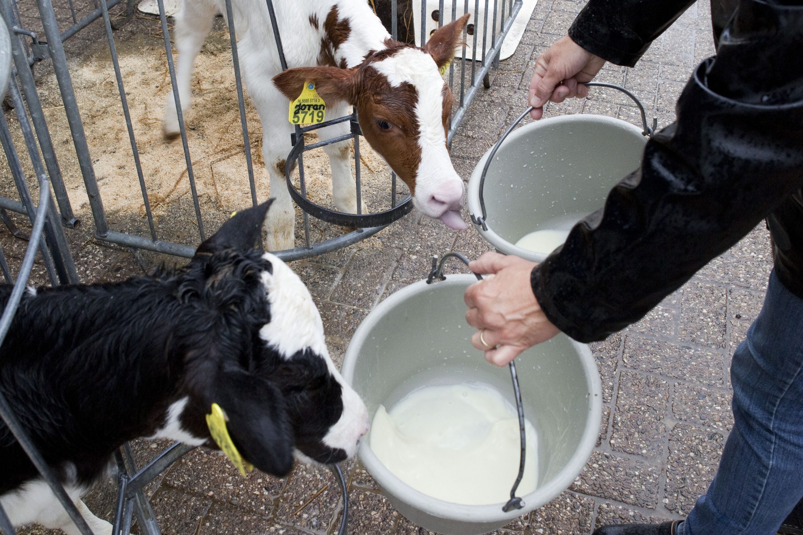 Strong heifers through optimised nutrition. Photo: Jan Willem Schouten