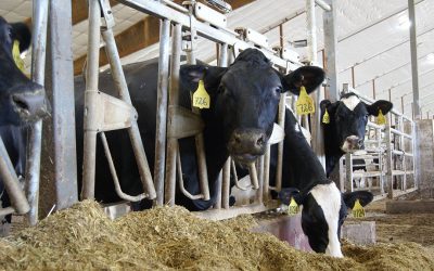 In the dairy industry, a lower somatic cell count has been established thanks to the use of organic Zn. Photo: Misset