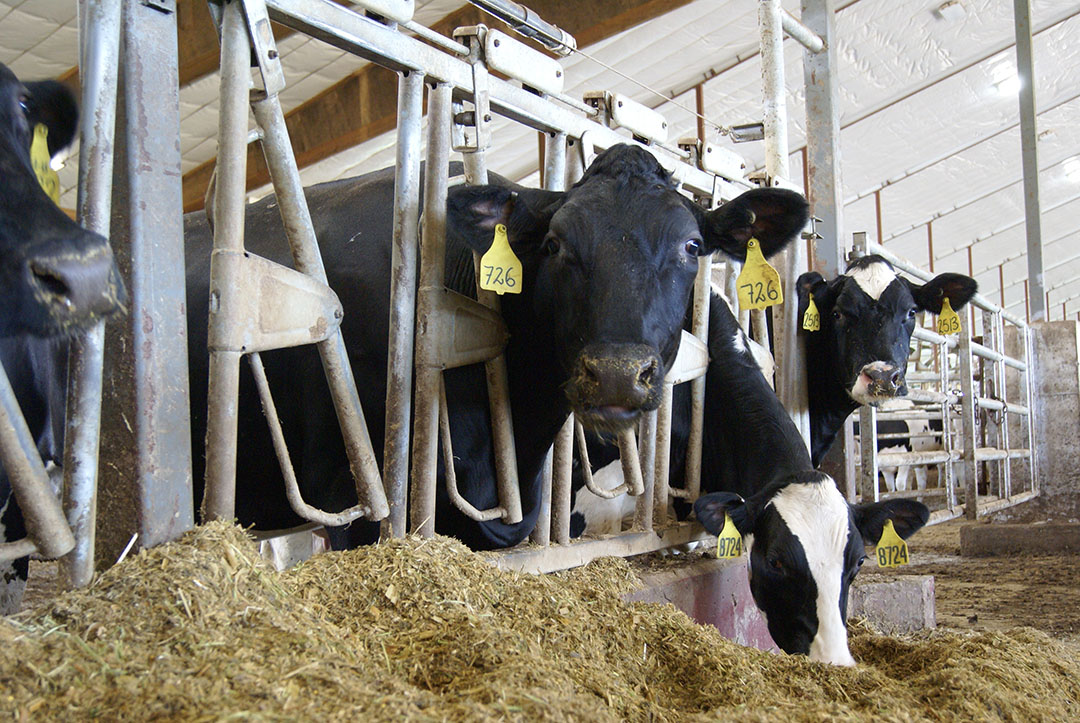 In the dairy industry, a lower somatic cell count has been established thanks to the use of organic Zn. Photo: Misset