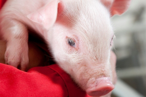 BLOG: The piglet gut profits infant nutrition