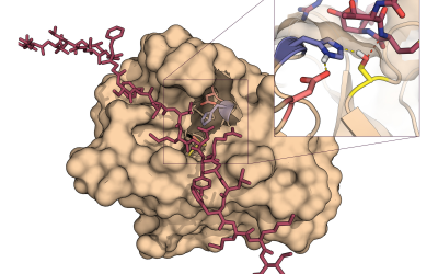 The extra benefits of mono-component protease