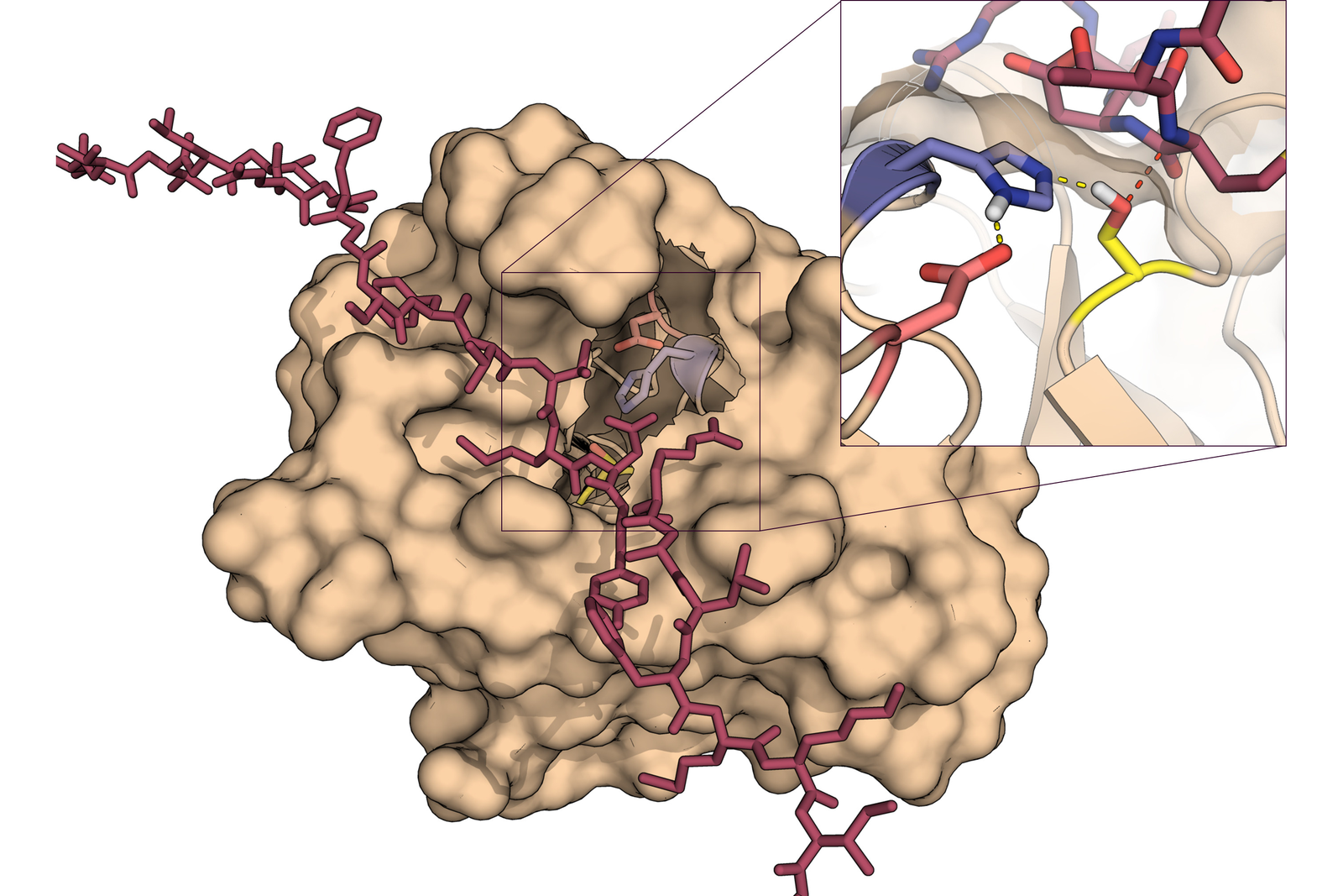 The extra benefits of mono-component protease