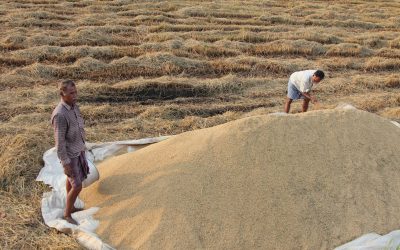 Forecast: Cereal markets in 2017/18. Photo: Shutterstock