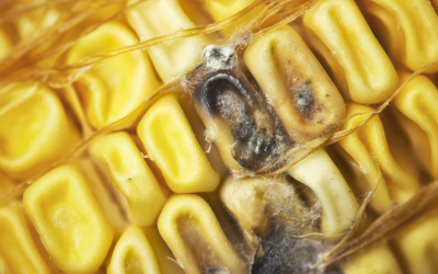 Large US crop yield: Mycotoxins remain a threat. Photo: RBI