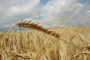 Research: Phosphorus in wheat can be extracted