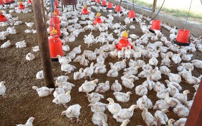 In a long-term feeding trial to evaluate the effect of low doses of mycotoxin mixtures, 18 consecutive broiler flocks were monitored on performance and feed intake. Photo: Chris McCullough