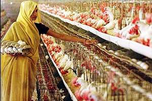 India s farmers search for feed substitutes