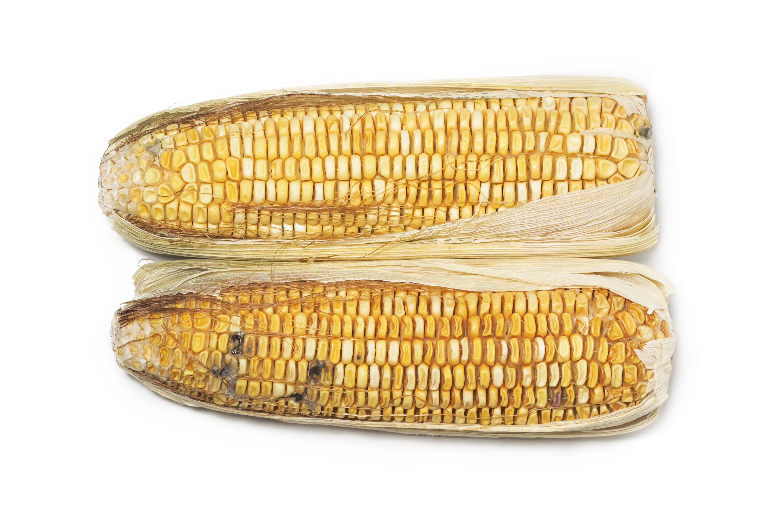 Aflatoxin B1_changes in risk profile Spain. Photo: Winnond/Shutterstock