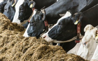 Cow diets tailored to individual yield potentials