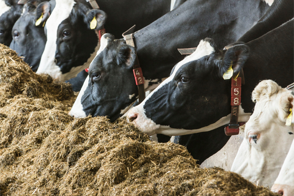 Cow diets tailored to individual yield potentials