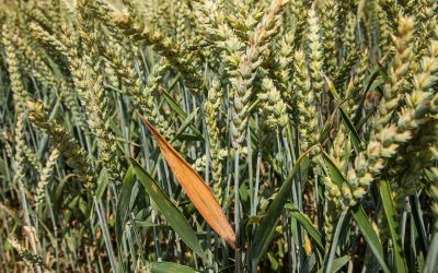 Wheat is under immediate pressure this week as the first supply of the new crop is underway in the Northern Hemisphere. Photo: Herbert Wiggerman