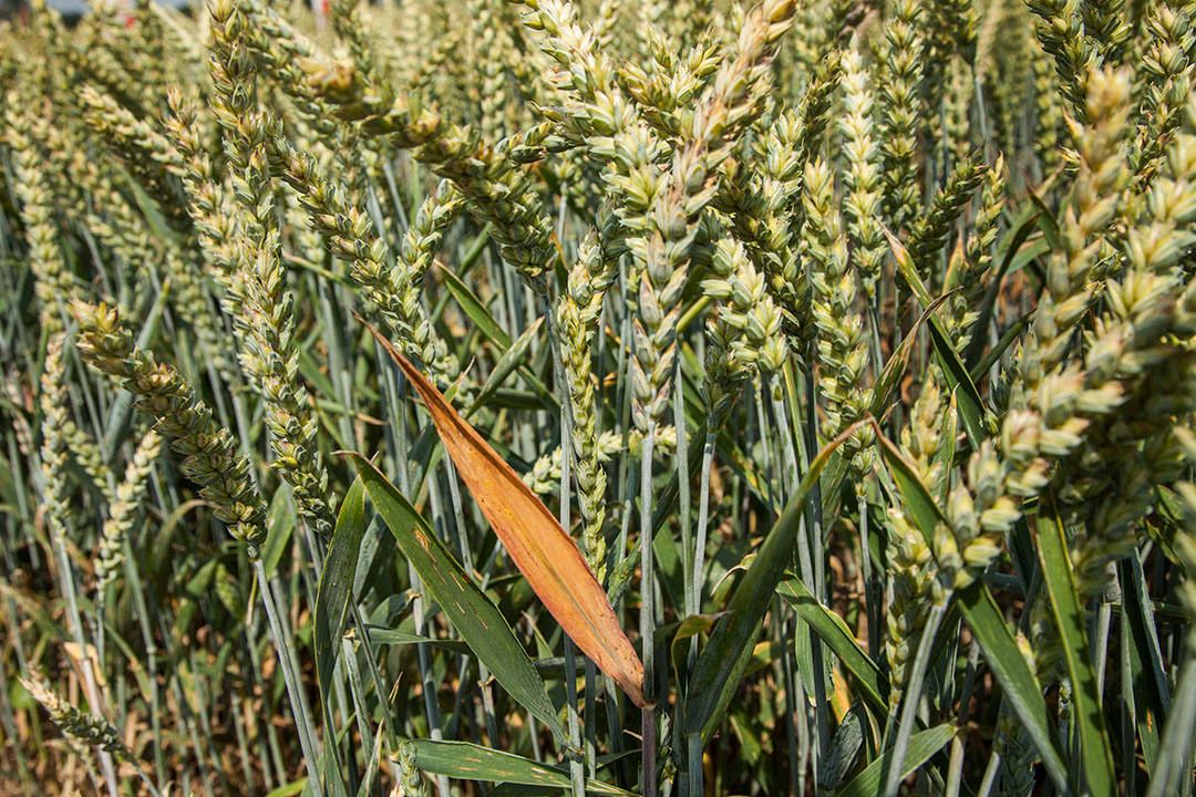 Wheat is under immediate pressure this week as the first supply of the new crop is underway in the Northern Hemisphere. Photo: Herbert Wiggerman