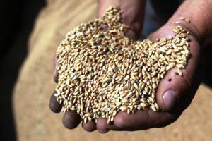 Farmers to plant more feed grain in 2013