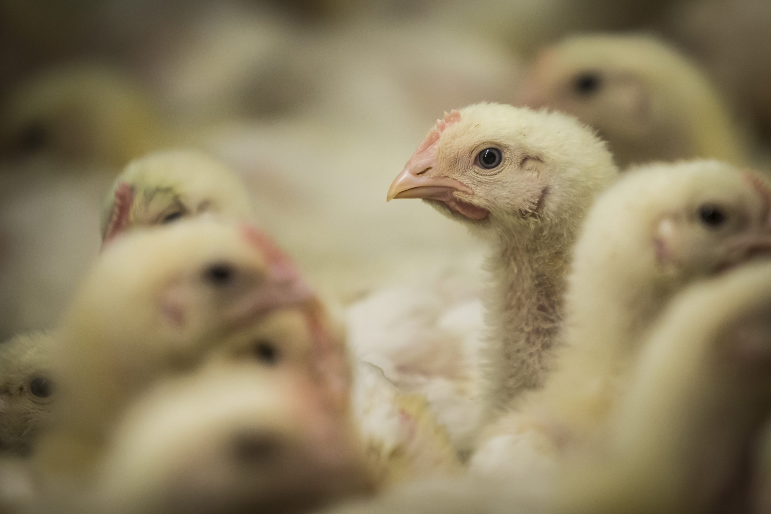 Protecting broiler chicken from fusariotoxins. Photo: Bertil van Beek
