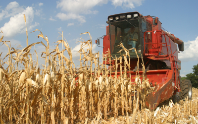 Ukraine to strengthen position in world feed grain market