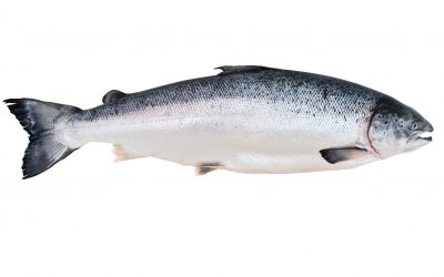 Scientists to develop artificial salmon gut . Photo: Shutterstock