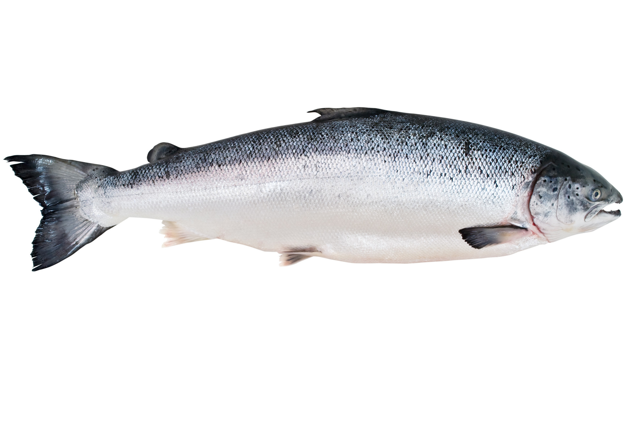 Scientists to develop artificial salmon gut . Photo: Shutterstock