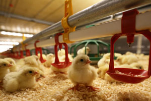 Scottish research centre to focus on poultry nutrition