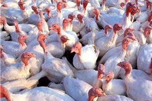 Effect of whole wheat feeding on turkeys