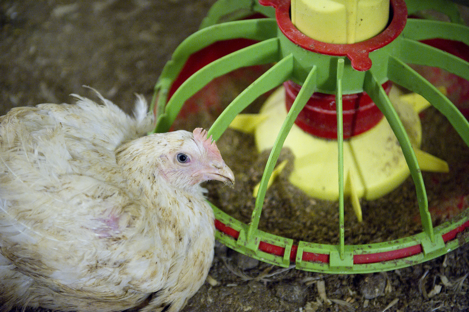 Russia produces more poultry feed