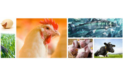 DSM launches Animal Nutrition & Health website