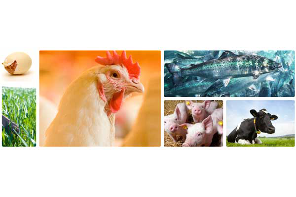 DSM launches Animal Nutrition & Health website