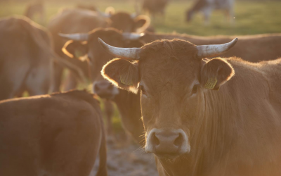 Plant extracts to increase bodyweight in beef cattle