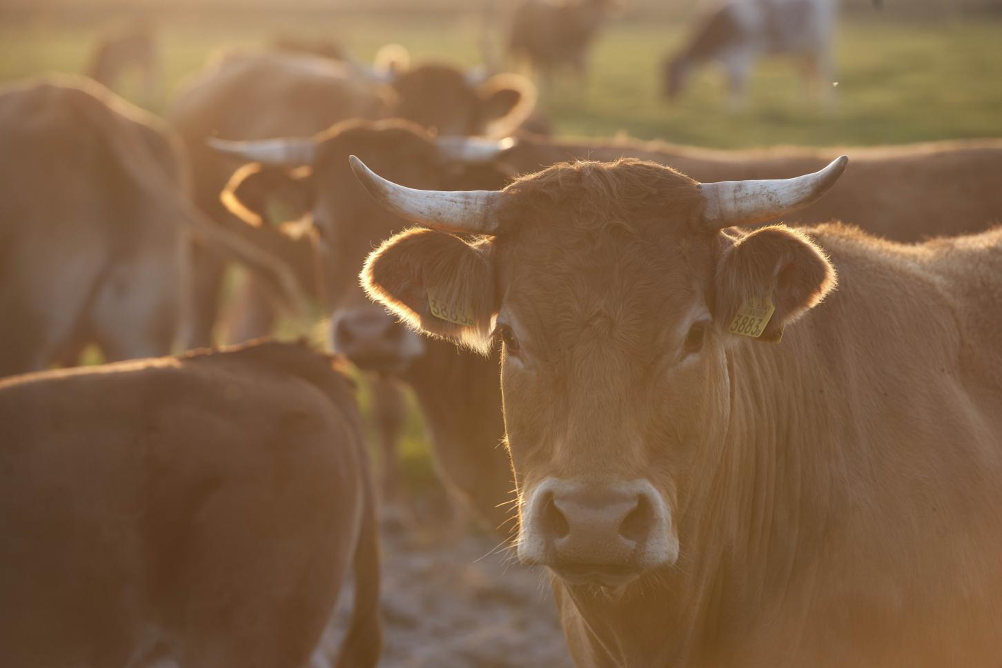 Plant extracts to increase bodyweight in beef cattle