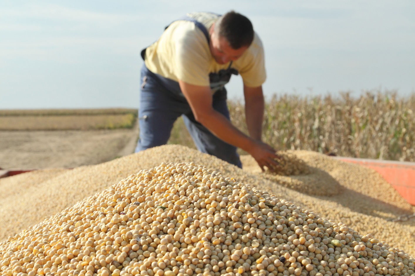 Dutch to explore own soy production