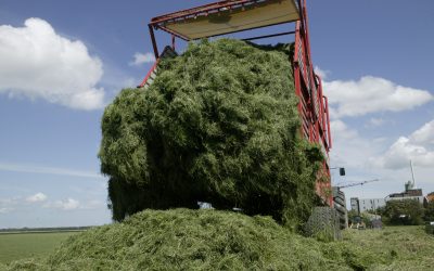 Silage making: Watch the mycotoxins. Photo: RBI