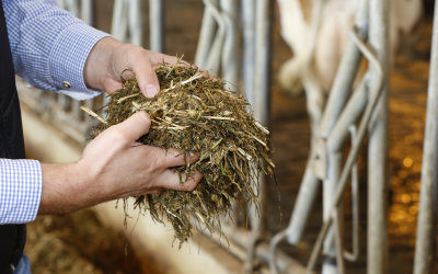 Farm strategies to tackle mycotoxins in silages