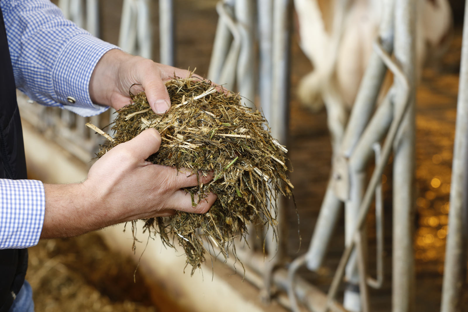 Farm strategies to tackle mycotoxins in silages