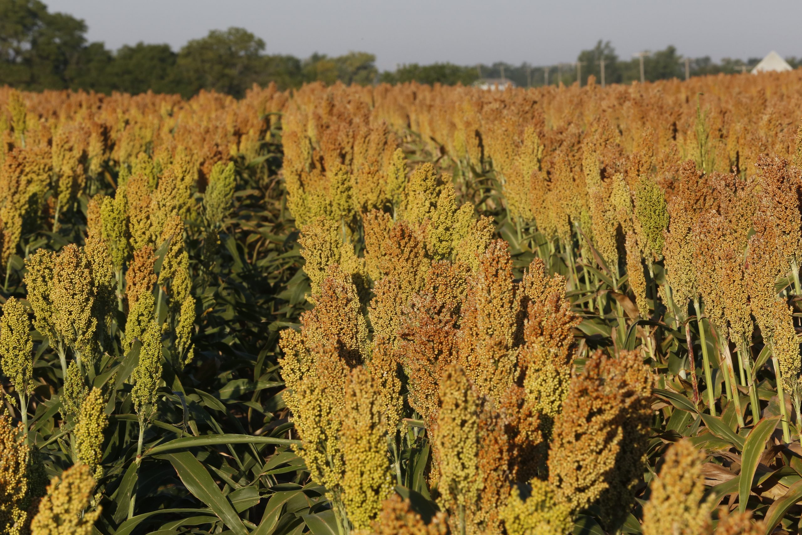 EU steps up sorghum promotion in Europe. Photo: Henk Riswick