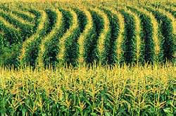 US corn production lowest since 2006