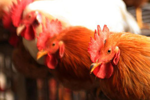 The effect on hens after blue lupine seeds added to diet