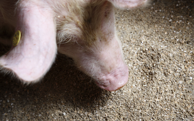 Feed, contaminated with mycotoxins, is often still consumed by the animal. Yet, clinical manifestation of the health problems associated with the mycotoxin exposure are difficult to assess. <em>Photo: Hans Prinsen</em>